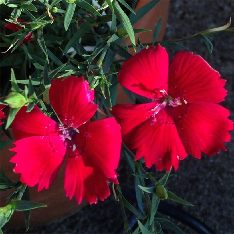 Dianthus deltoides Brilliancy - Garofanino minore (Fioritura)