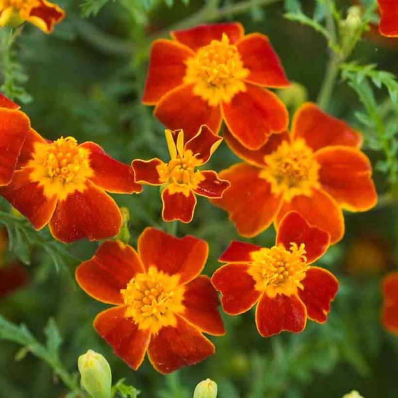 Tagetes tenuifolia Paprika - Tagete (Fioritura)