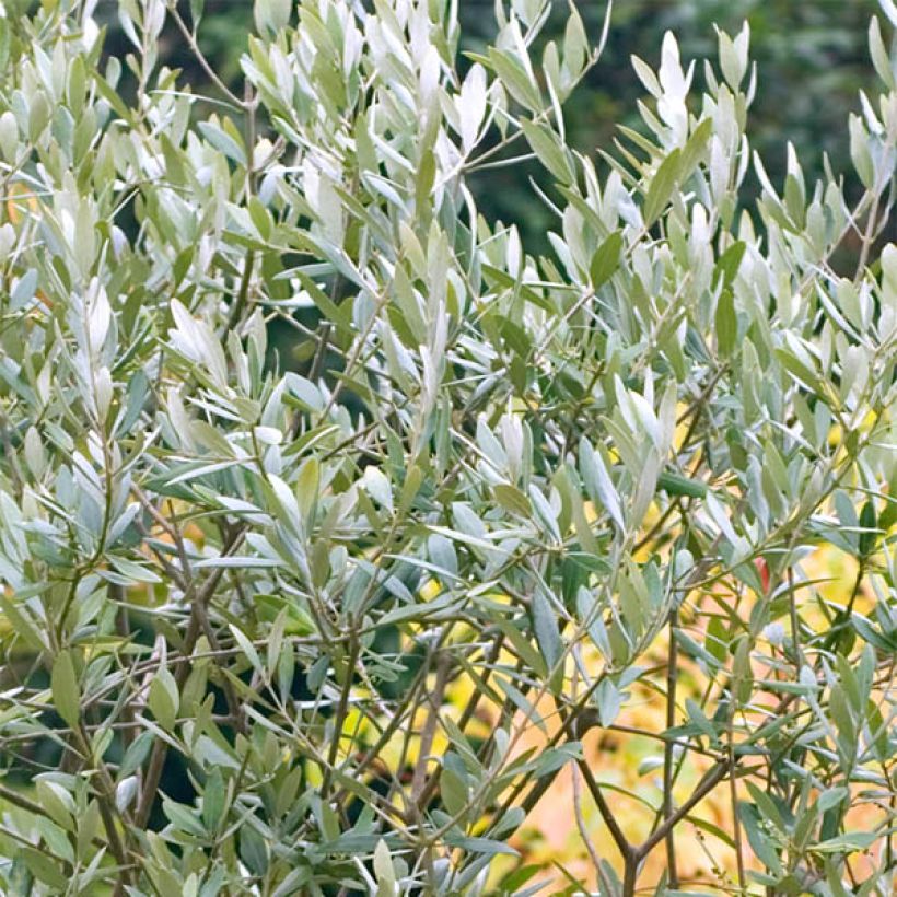 Olea europaea (semi) - Olivo (Fogliame)