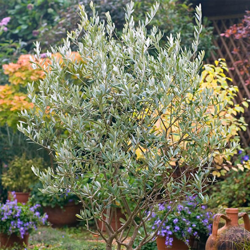 Olea europaea (semi) - Olivo (Porto)