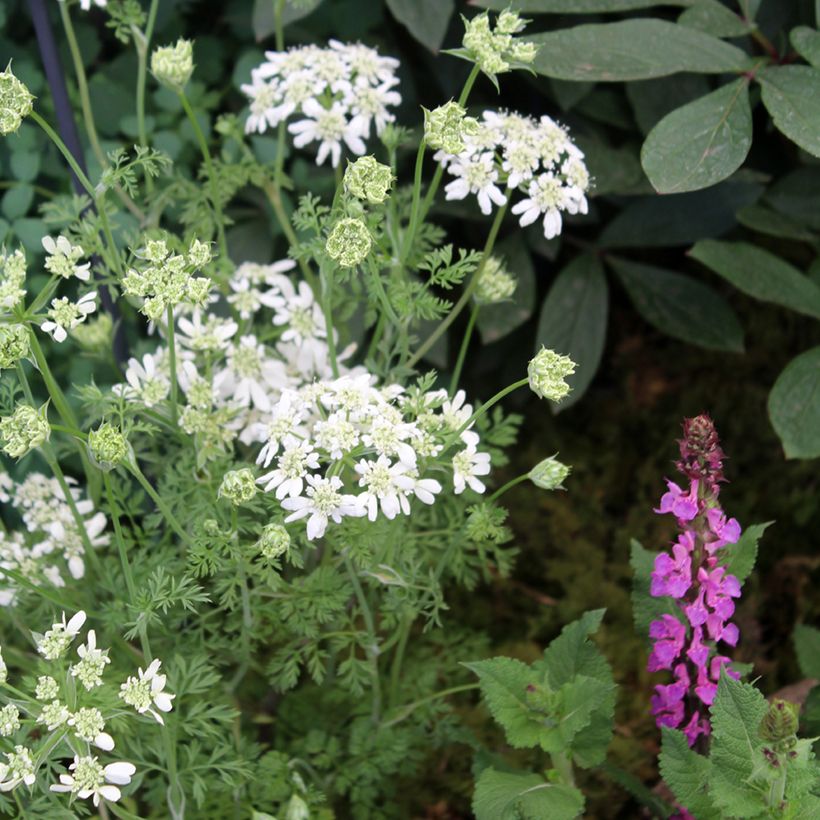 Orlaya grandiflora - Lappola bianca (Porto)