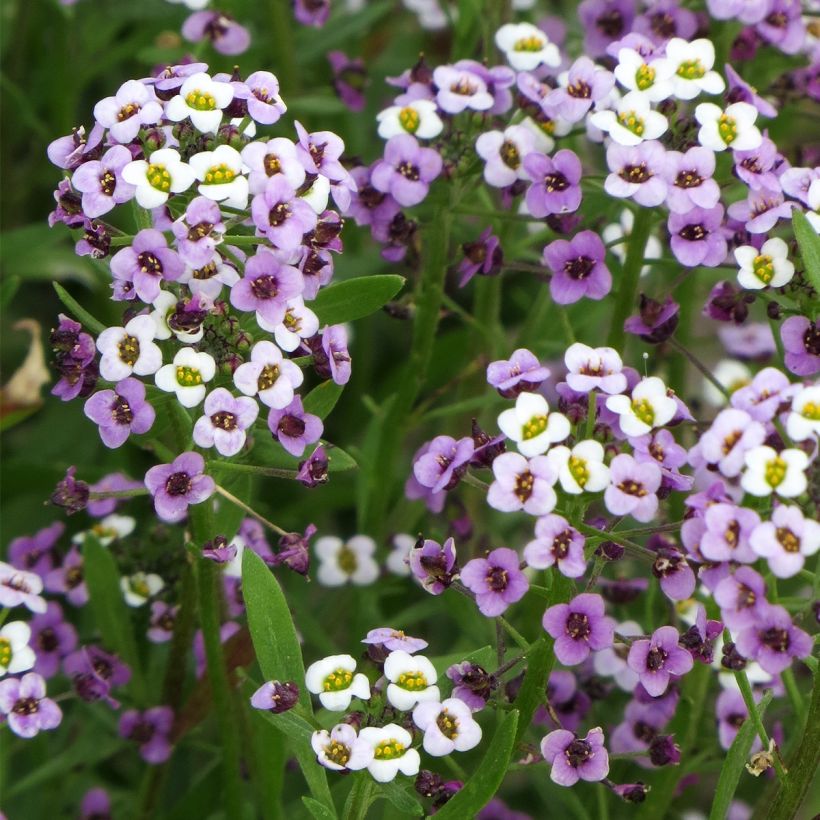 Lobularia maritima Royal Carpet - Alisso marittimo (Fioritura)