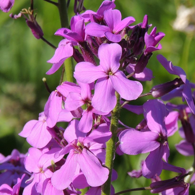 Hesperis matronalis (semi) - Violaciocca antoniana (Fioritura)