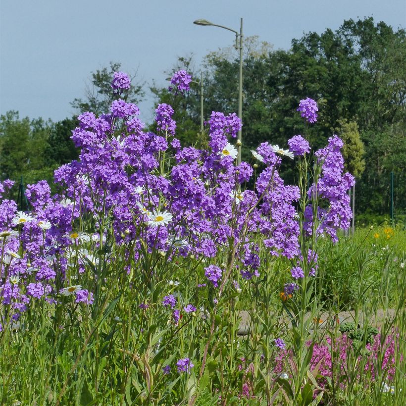 Hesperis matronalis (semi) - Violaciocca antoniana (Porto)