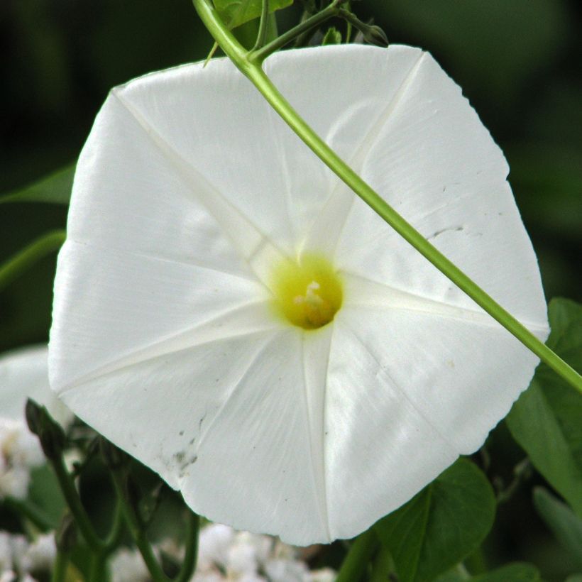 Ipomoea alba - Ipomea bianca (Fioritura)