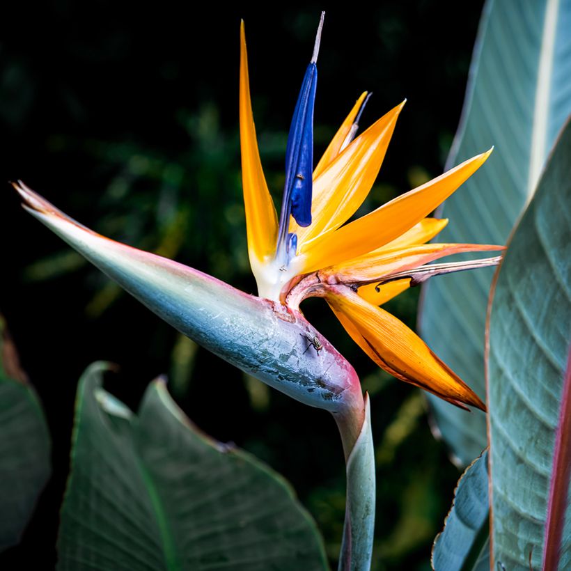 Strelitzia reginae Mandela’s Gold - Ucello del paradisio giallo (Fioritura)