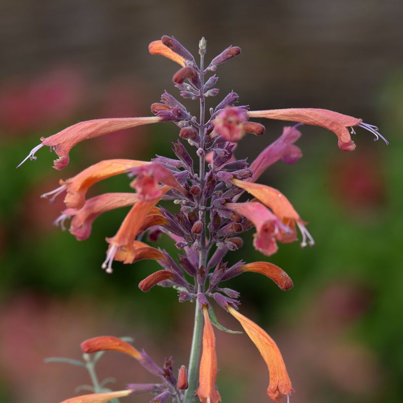 Agastache rupestris Apache Sunset (Fioritura)