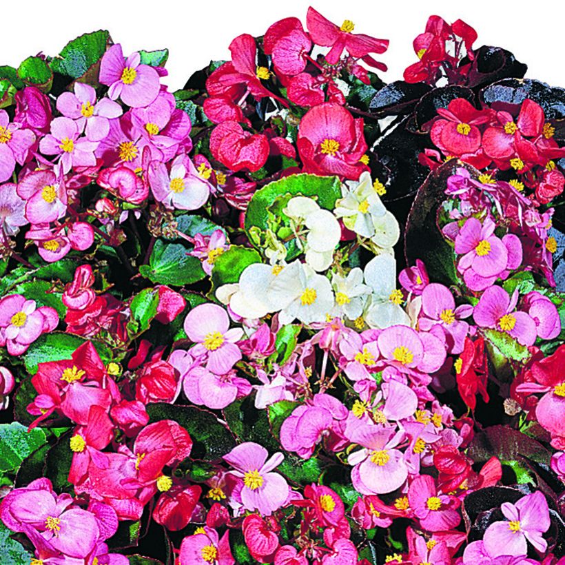 Begonia semperflorens Organdy Mix (semi) (Fioritura)