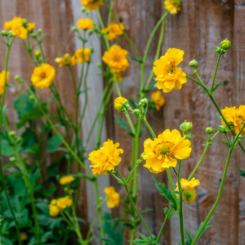 Geum chiloense Lady Stratheden (Fioritura)