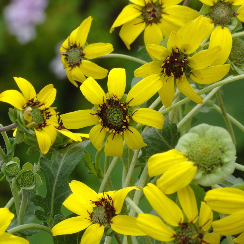 Berlandiera lyrata - Fiore di cioccolato (Fioritura)