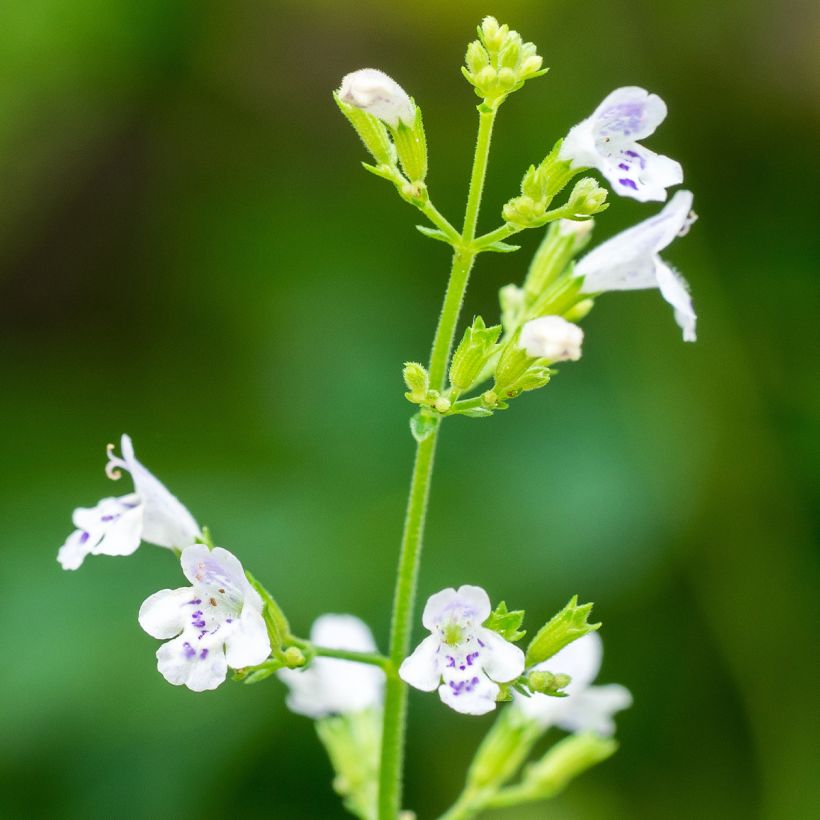 Calamintha nepeta (semi) - Mentuccia commune (Fioritura)