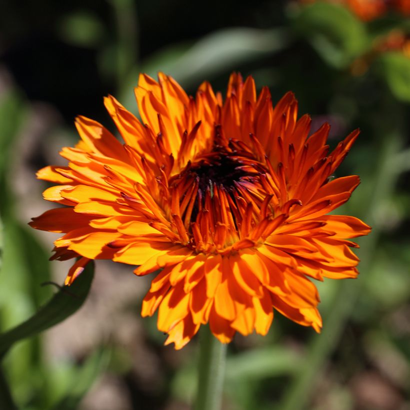 Calendula officinalis Néon - Calendola (Fioritura)