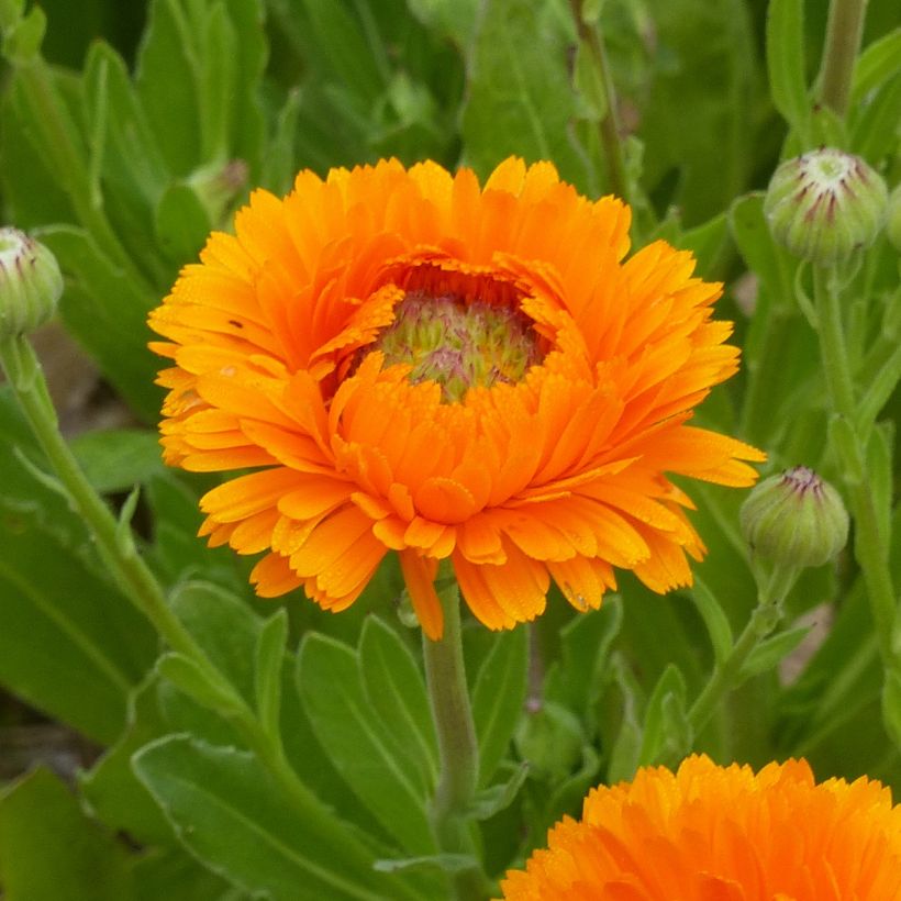 Calendula officinalis Greenheart Orange - Fiorrancio (Fioritura)