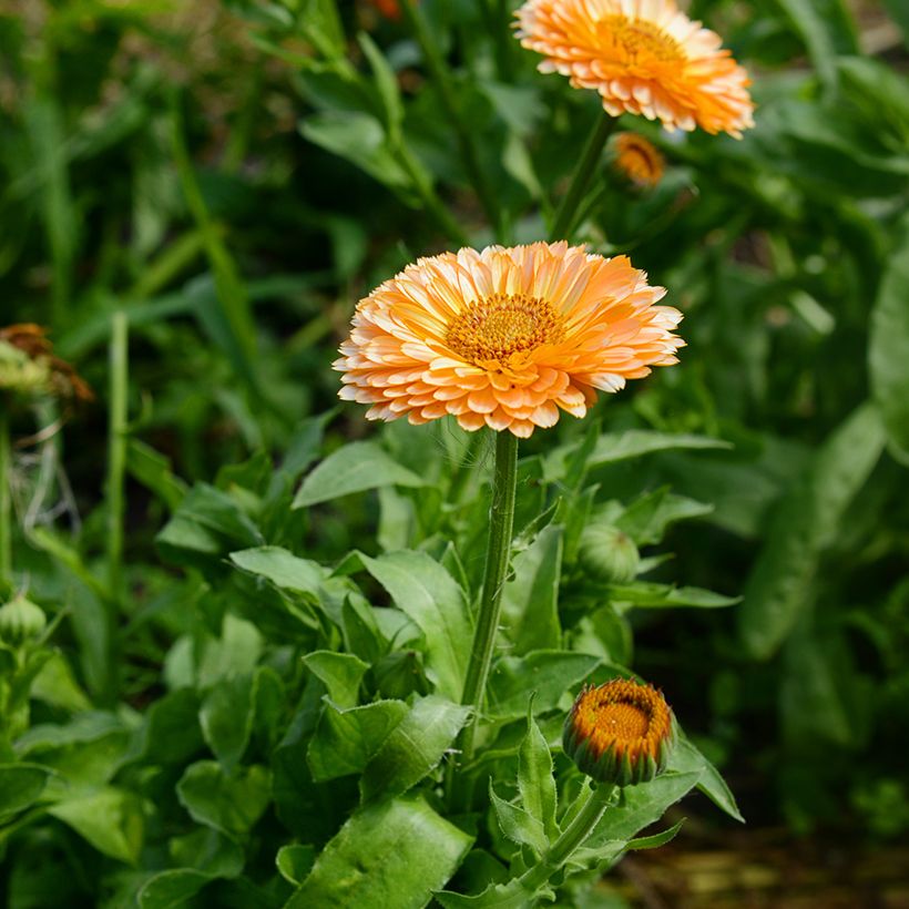 Calendula officinalis Pink Surprise - Calendola (Fioritura)