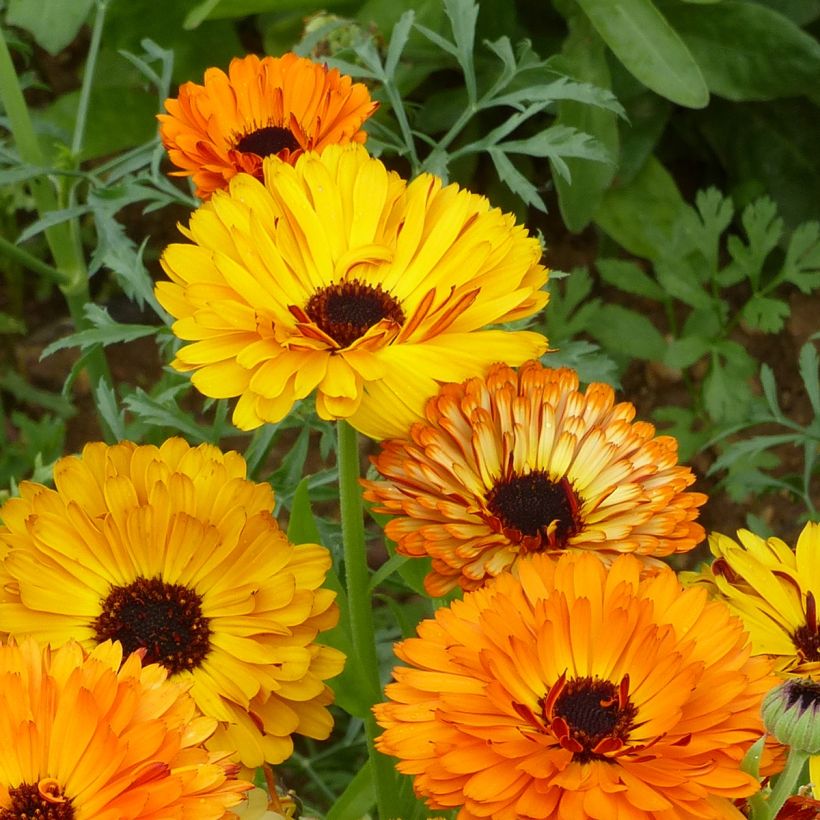 Calendula officinalis Touch of Red Mixed - Calendola (Fioritura)