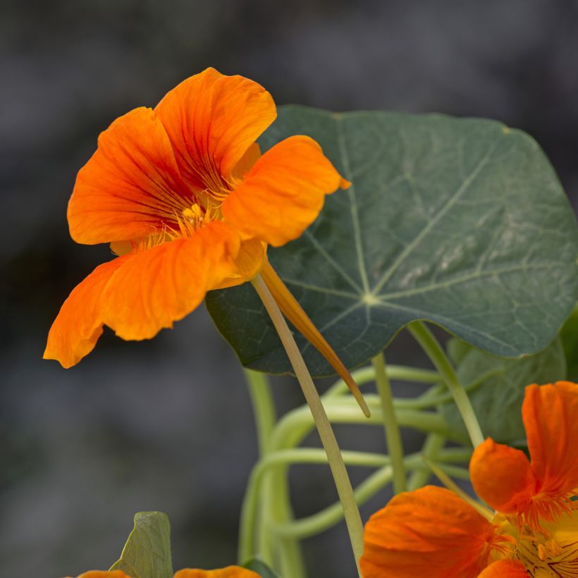 Nasturzio Baby Orange (Fioritura)