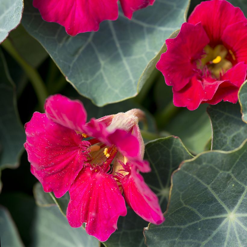 Nasturzio Baby Rose (Fioritura)