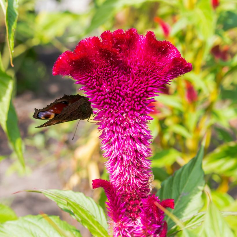 Celosia cristata Fan Dance Purple - Cresta di gallo (Fioritura)