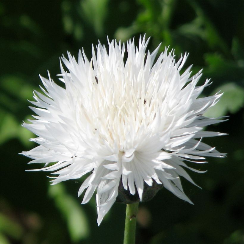 Centaurea moschata The Bride - Fiordaliso (Fioritura)