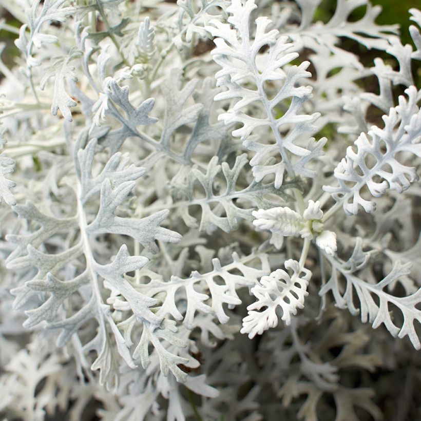 Senecio cineraria Silver Dust (semi) (Fogliame)