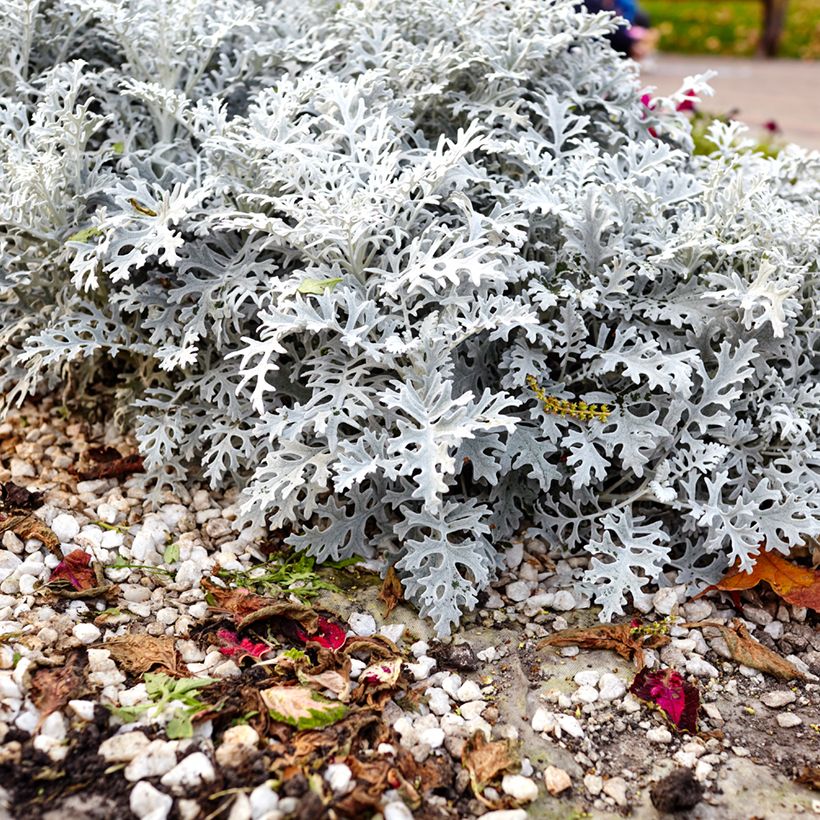 Senecio cineraria Silver Dust (semi) (Porto)