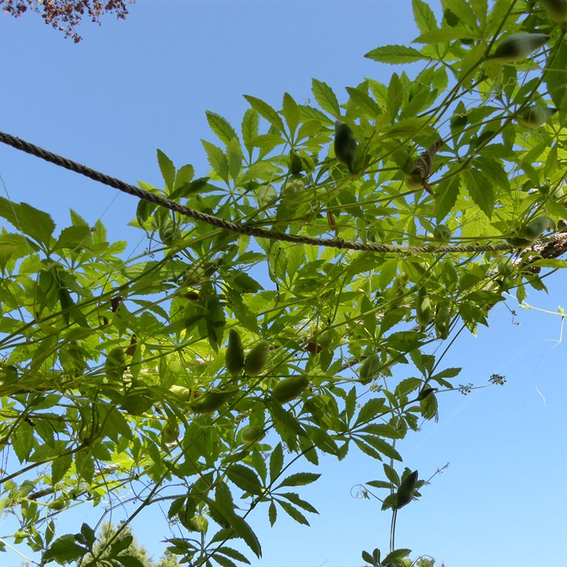 Cyclanthera pedata (semi) - Kaywa (Porto)