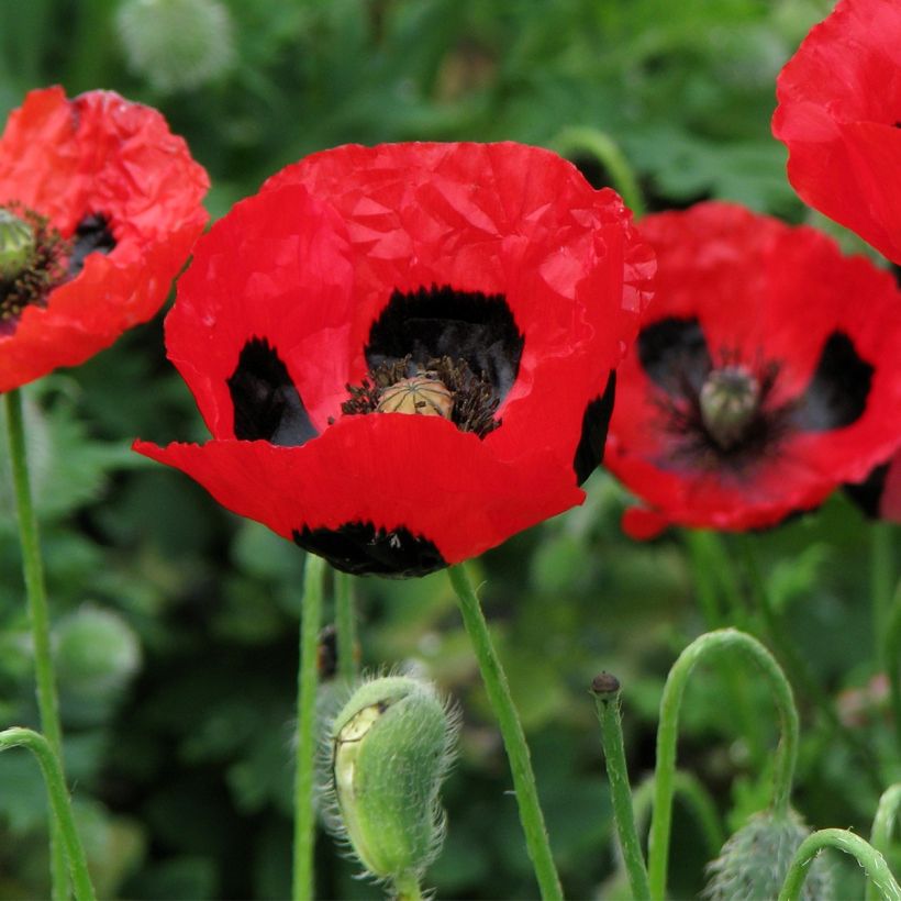 Papaver commutatum Ladybird (Fioritura)