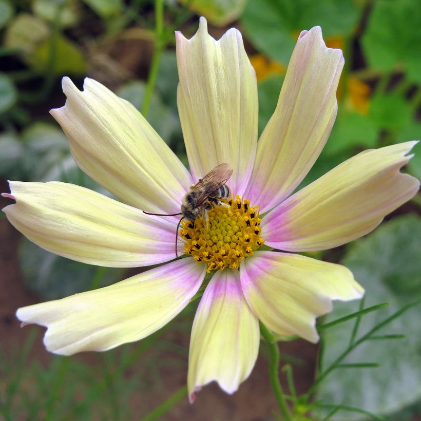 Cosmos Apricot Lemonade - Cosmea (Fioritura)