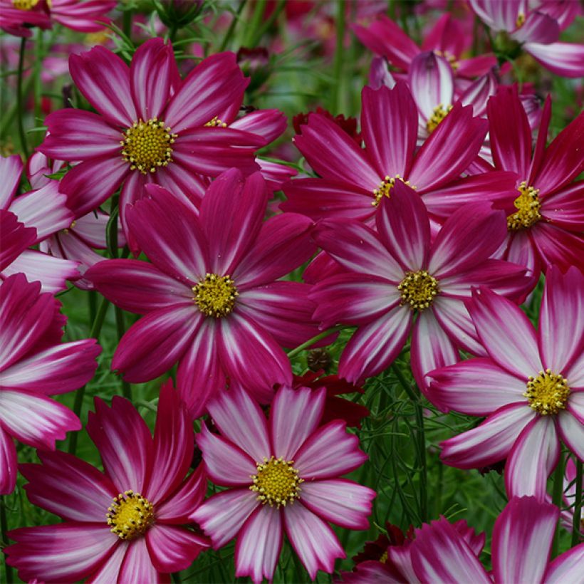 Cosmos Cosimo Red White - Cosmea (Fioritura)