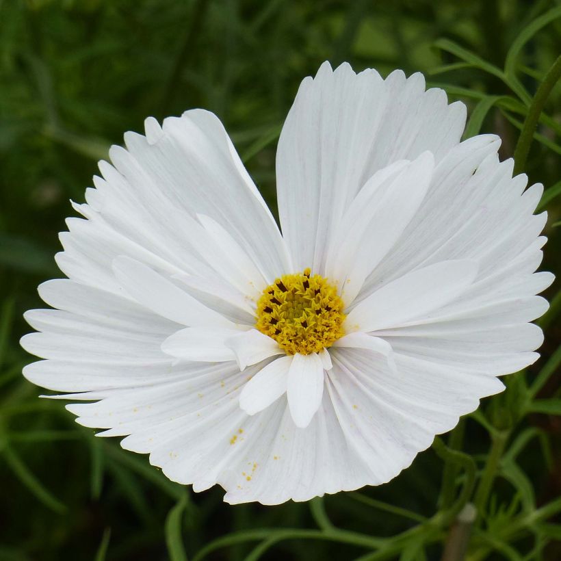 Cosmos Cupcakes White - Cosmea (Fioritura)