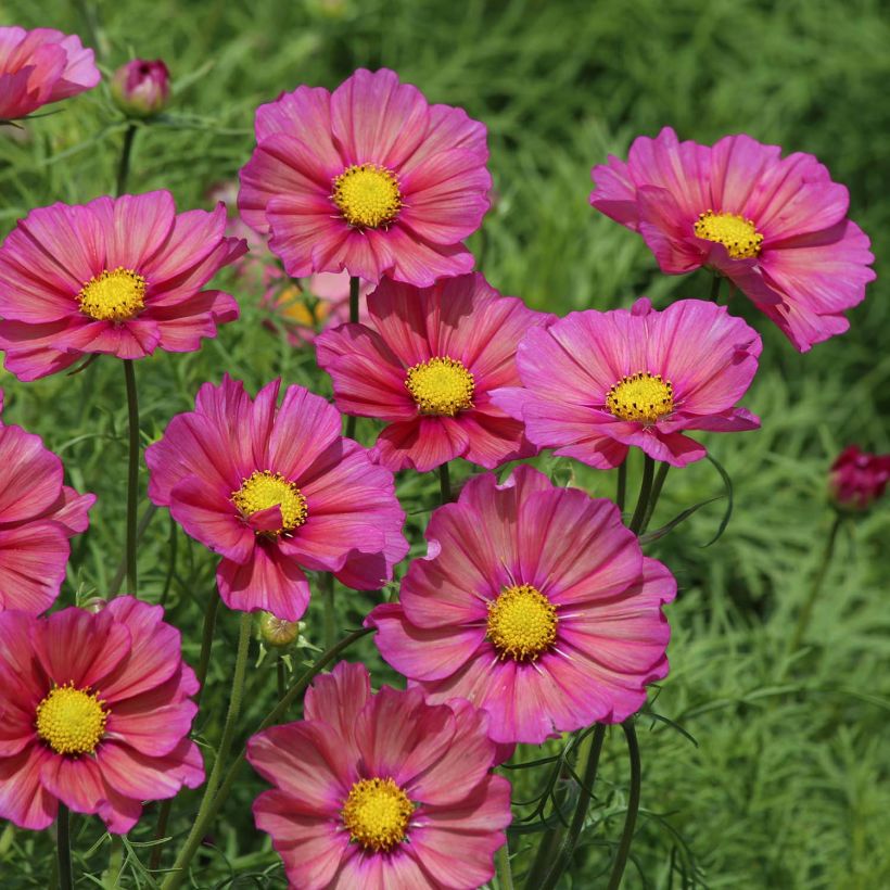 Cosmos Xsenia - Cosmea (Fioritura)