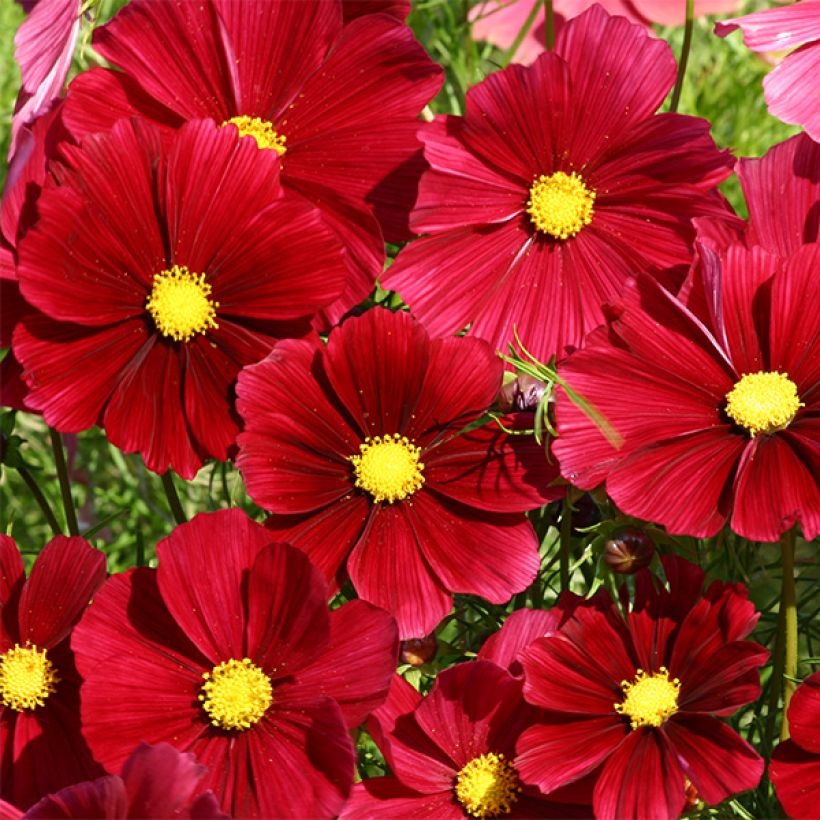 Cosmos Rubenza - Cosmea (Fioritura)