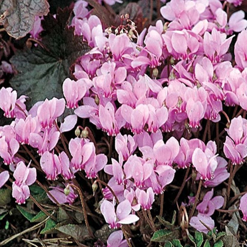 Cyclamen neapolitanum - Ciclamino napoletano (Fioritura)