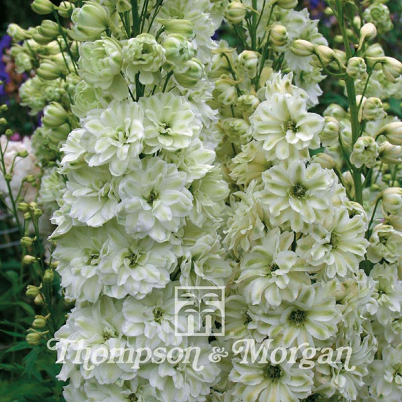 Delphinium elatum Green Twist - Speronella elevata (Fioritura)