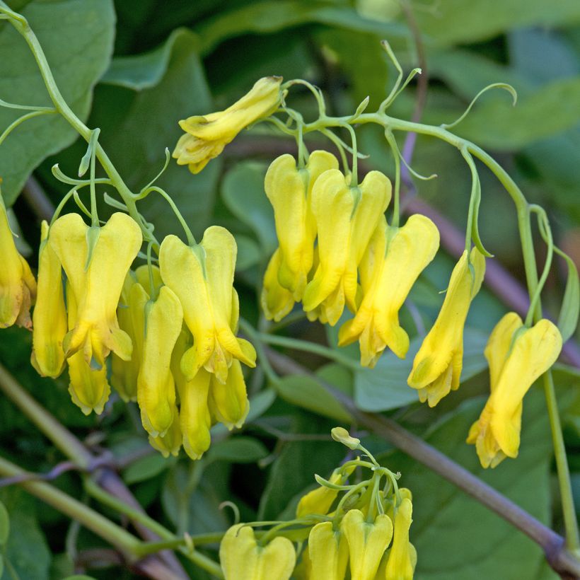 Dactylicapnos scandens Golden Tears (Fioritura)