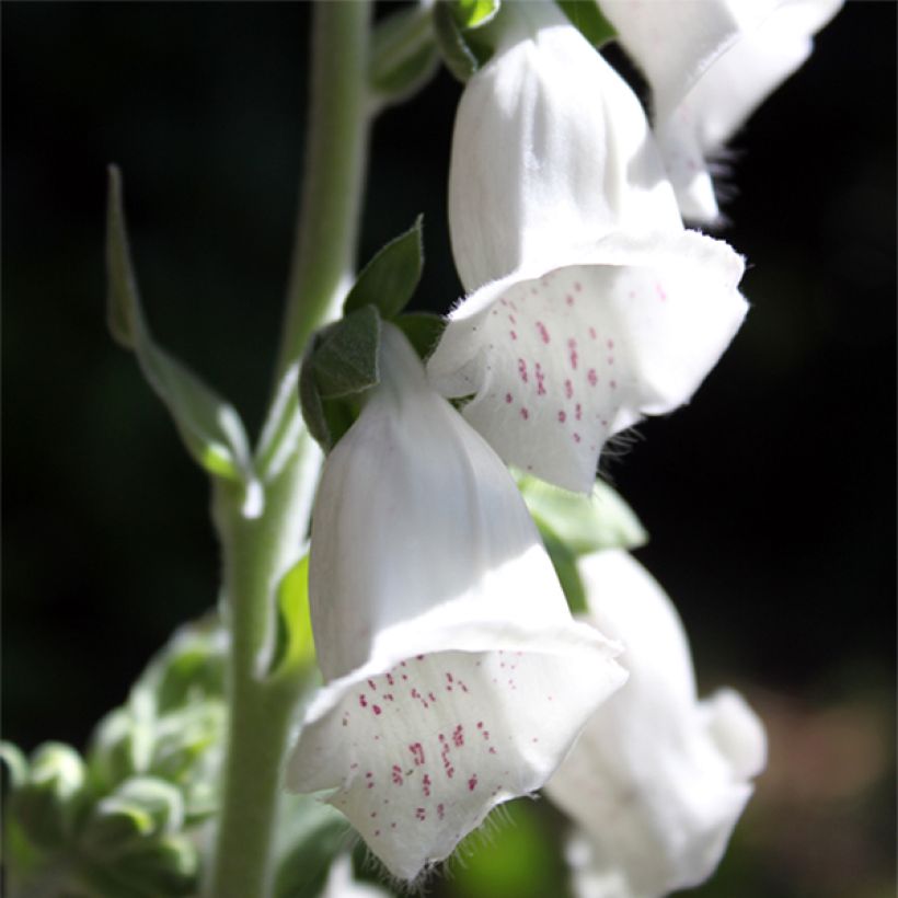 Digitalis purpurea subsp. heywoodii Silver Club - Digitale (Fioritura)