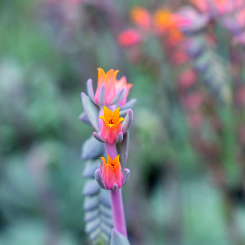 Echeveria peacockii Urban Orange (semi) (Fioritura)