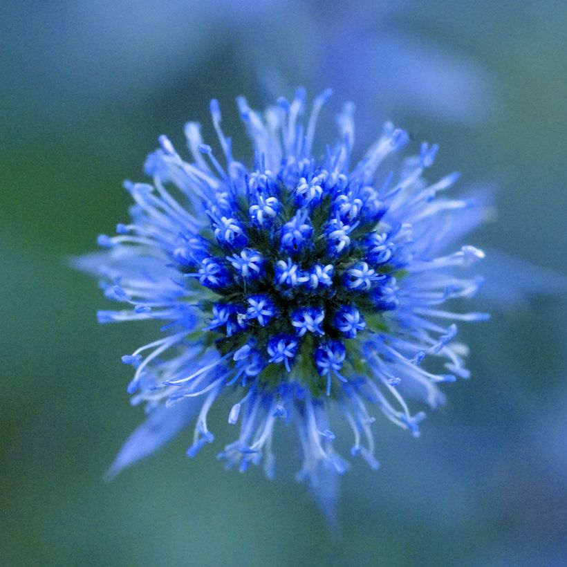 Eryngium planum Blue Glitter (semi) (Fioritura)