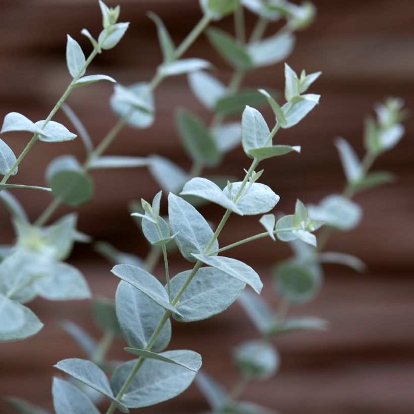 Eucalyptus kruseana latens Moon Lagoon (semi) - Eucalipto (Fogliame)