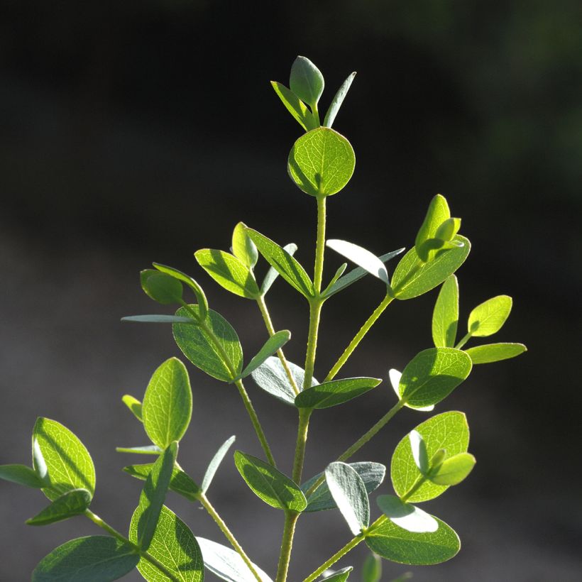 Eucalyptus parvula Boxwood - Eucalipto (Fogliame)