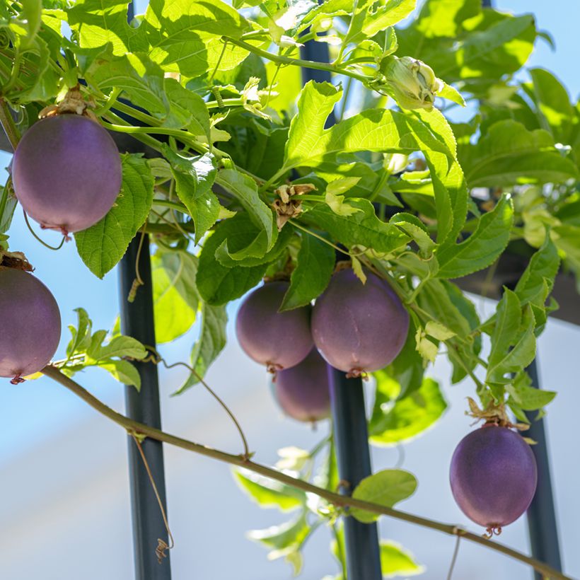 Passiflora edulis - Maracujá (semi) (Porto)