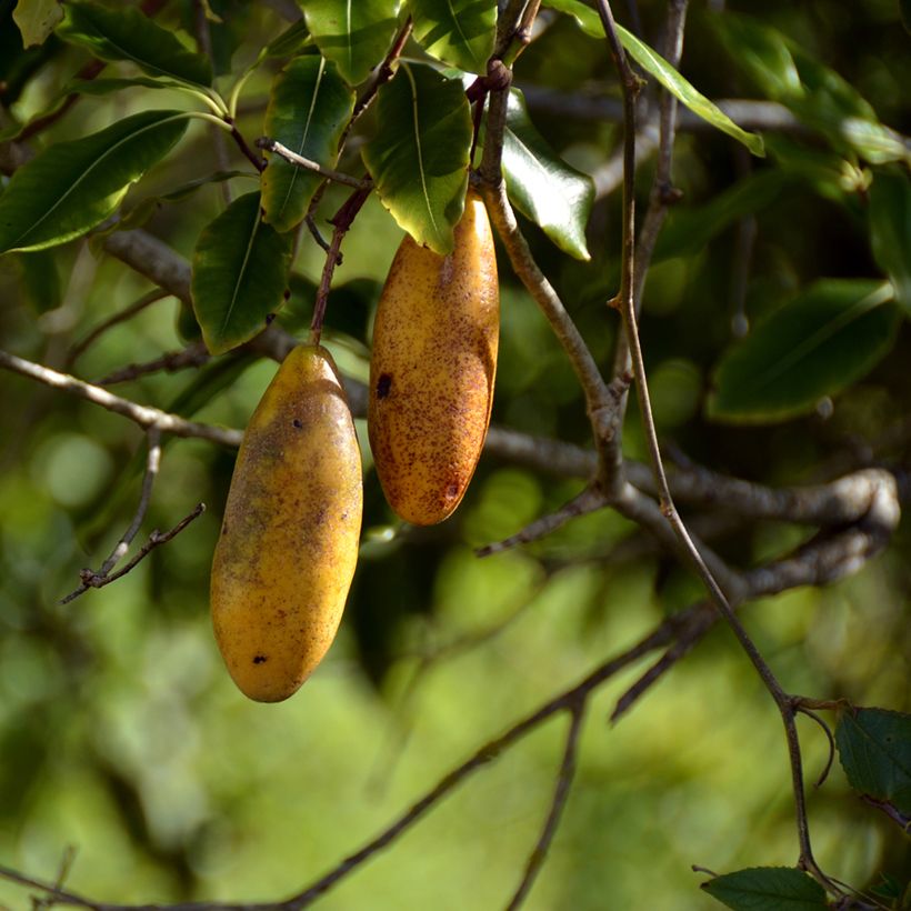 Passiflora mollissima - Banana passionfruit (Raccolta)