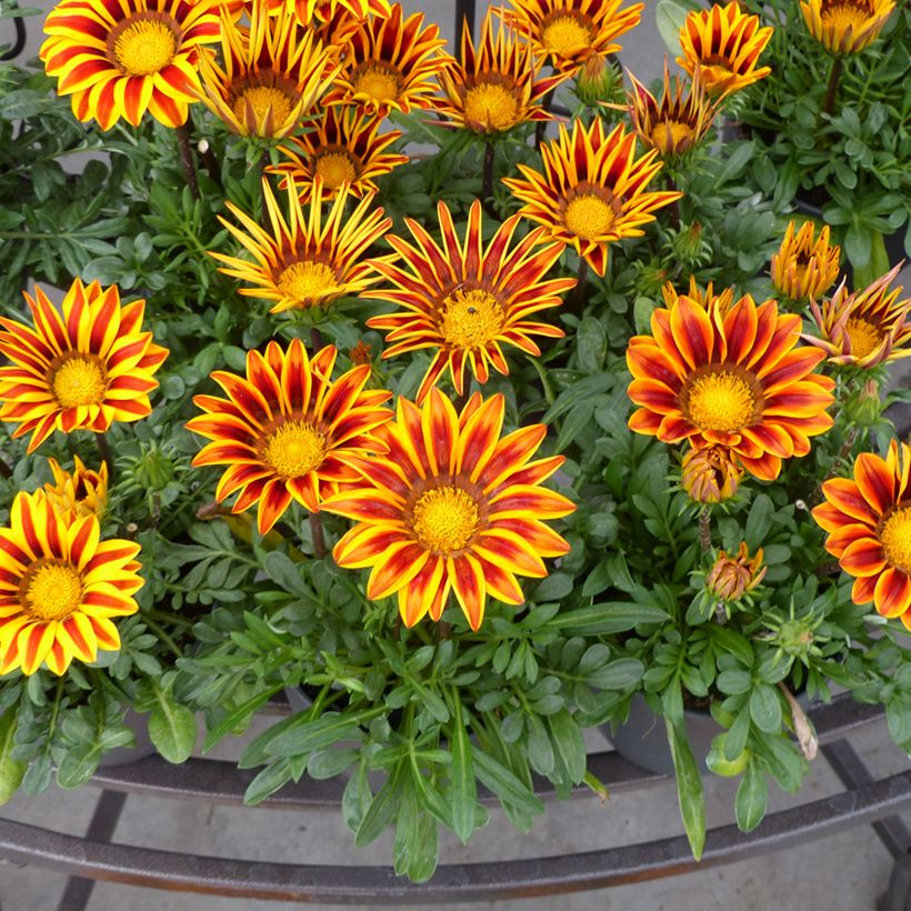 Gazania rigens Zany F1 Orange Flame (semi) - Gazania del Capo (Fioritura)