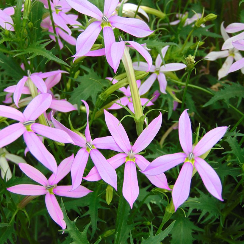 Laurentia Blue Stars (Fioritura)