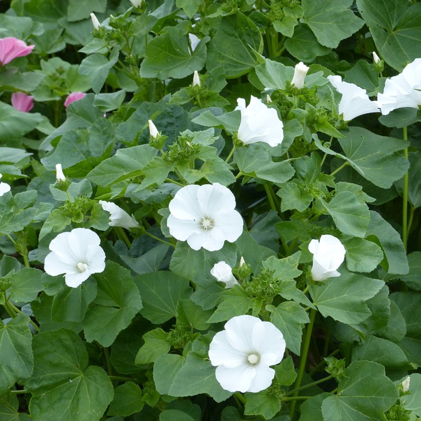 Lavatera trimestris Mont Blanc BIO (Fioritura)