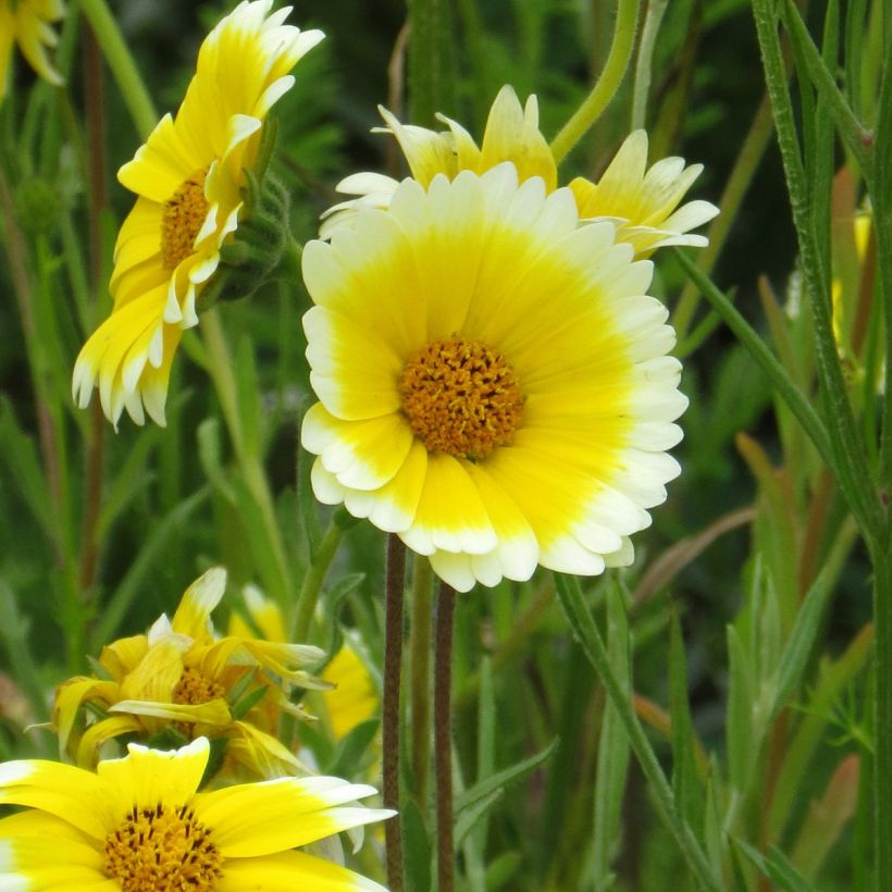 Layia platyglossa Tidy Tips (Fioritura)