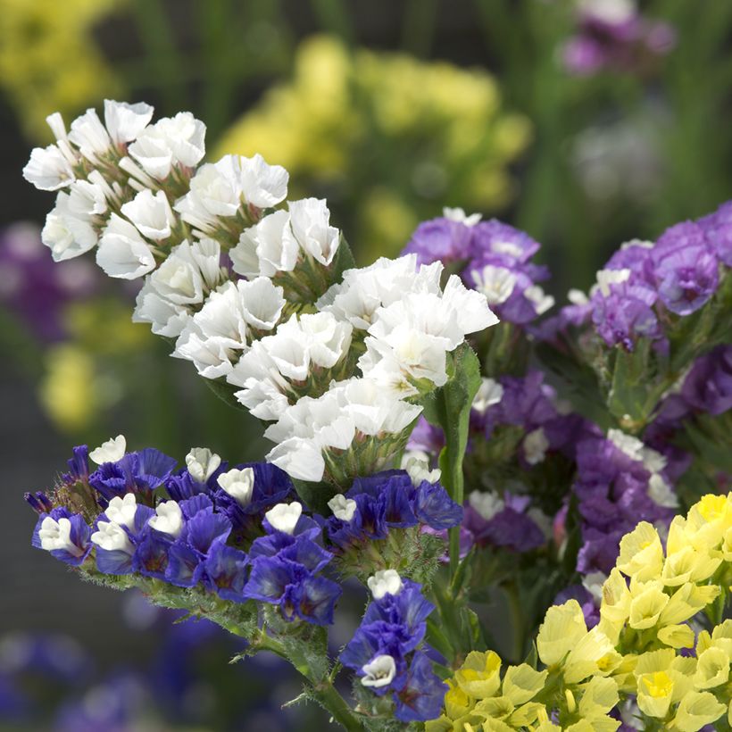 Limonium sinuatum Forever Mixed - Statice (Fioritura)