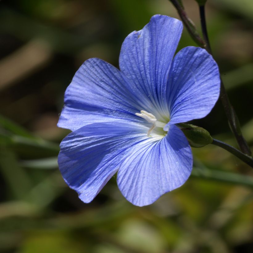 Linum perenne Saphir bleu - Lino perenne (Fioritura)