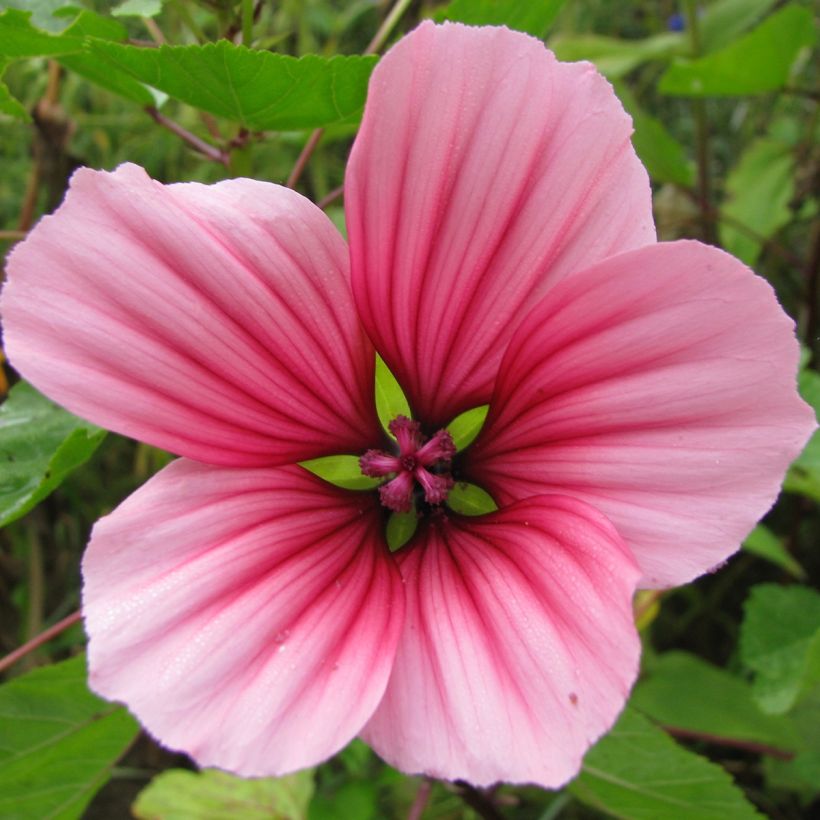 Malope trifida Glacier Fruits Mixed (Fioritura)