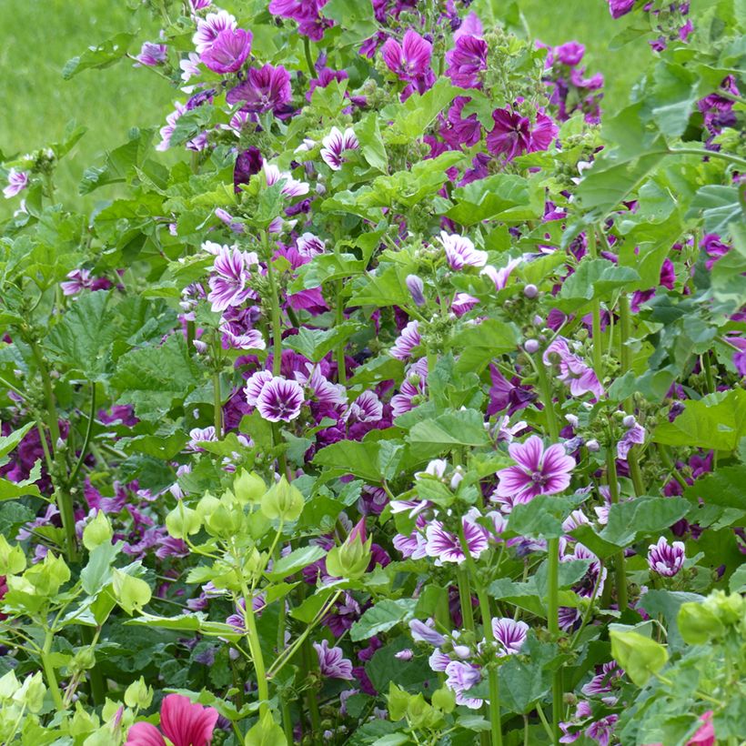 Malva sylvestris Purple Zebra Mix - Malva selvatica (Porto)